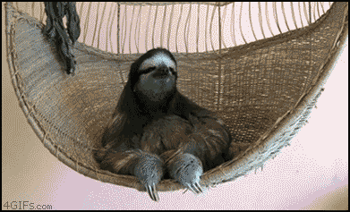 Sloth shades.gif